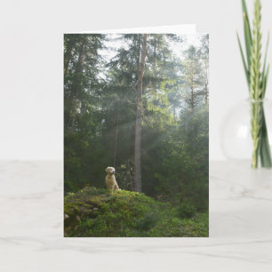 Golden Retriever Dog   Pinienwald Karte