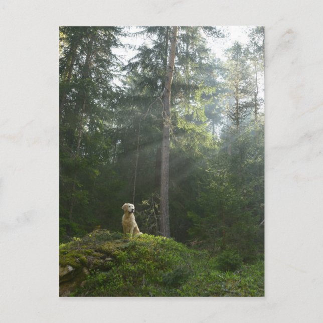 Golden Retriever Dog | Pinienwald Postkarte (Vorderseite)