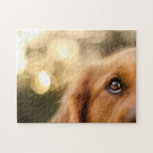 Golden Retriever Eye