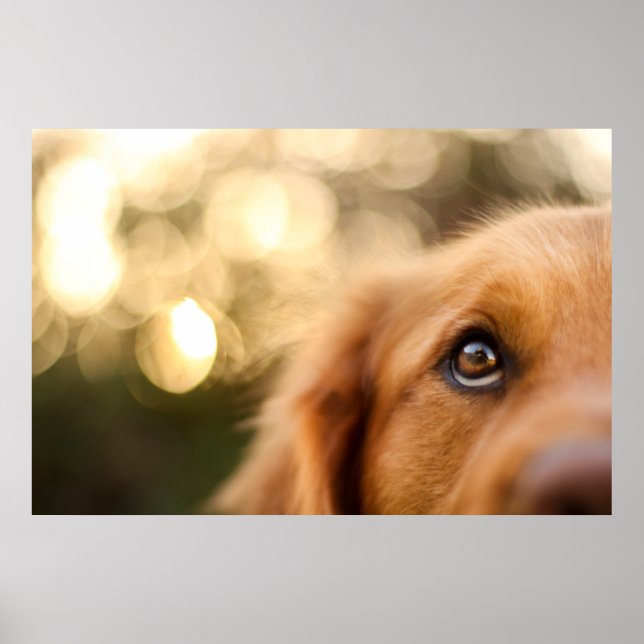 Golden Retriever Eye Closeup Poster (Vorne)