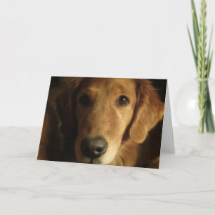 Golden retriever-fabelhafte Gesichts-Gruß-Karte Karte