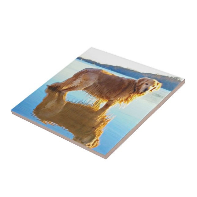 Golden retriever fliese (Seite)