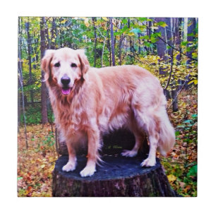 Golden retriever fliese