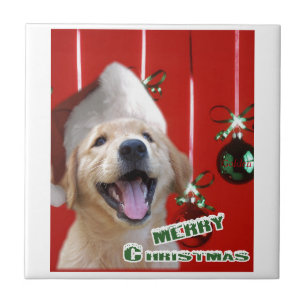 Golden Retriever Fliese