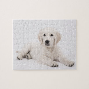 Golden Retriever Foto