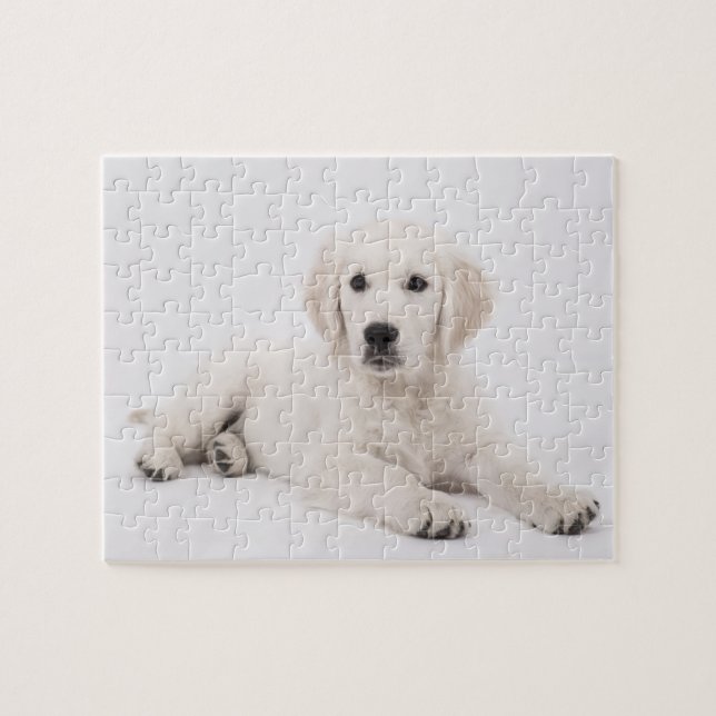 Golden Retriever Foto (Horizontal)