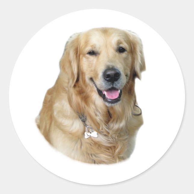 Golden Retriever Foto Portrait Runder Aufkleber (Vorderseite)