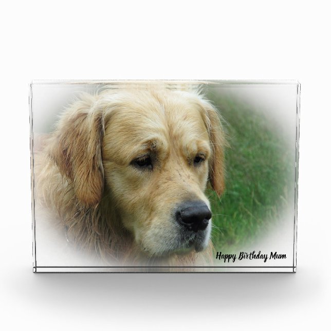 Golden Retriever. Fotoblock (Vorderseite)