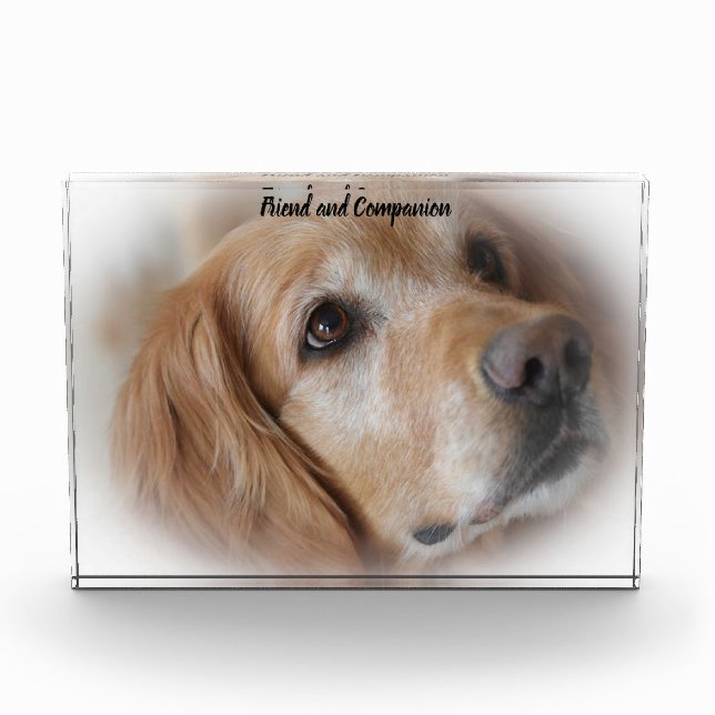 Golden Retriever. Fotoblock (Vorderseite)