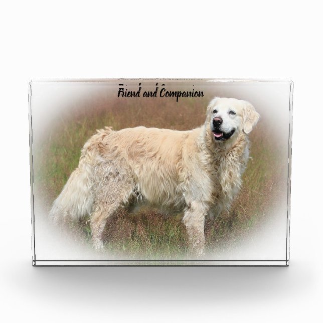 Golden Retriever. Fotoblock (Vorderseite)