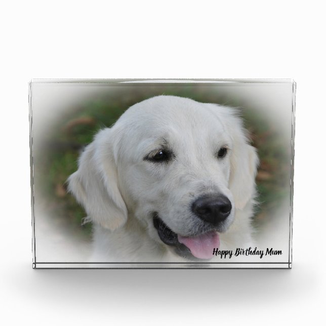 Golden Retriever. Fotoblock (Vorderseite)