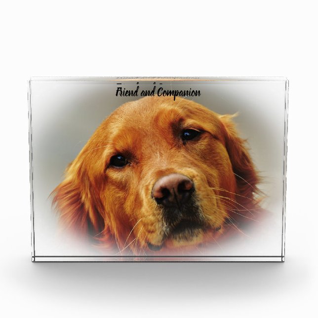 Golden Retriever. Fotoblock (Vorderseite)