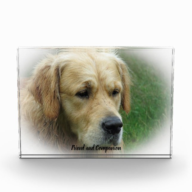 Golden Retriever. Fotoblock (Vorderseite)