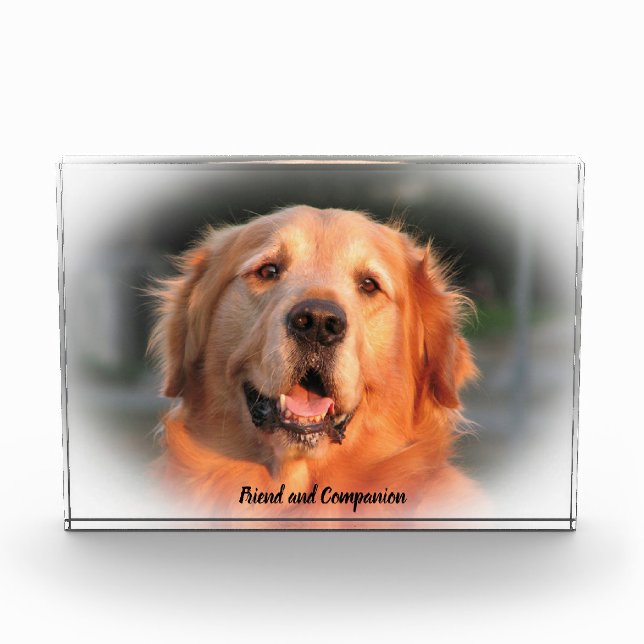Golden Retriever. Fotoblock (Vorderseite)