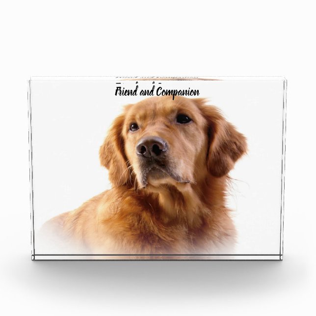 Golden Retriever. Fotoblock (Vorderseite)