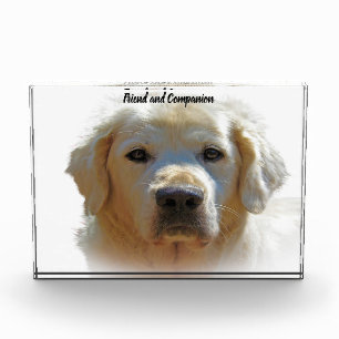 Golden Retriever. Fotoblock