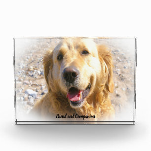 Golden Retriever. Fotoblock