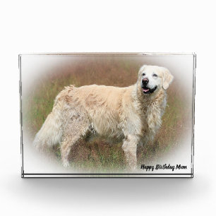 Golden Retriever. Fotoblock