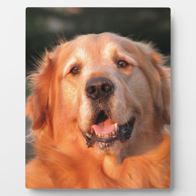 Golden Retriever Fotoplatte (Vorderseite)