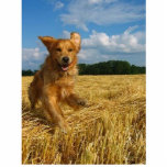 golden retriever fotoskulptur ornament<br><div class="desc">Hängen Sie diese Sache in Ihrem Zuhause und betäuben Sie jeder,  das es sieht</div>