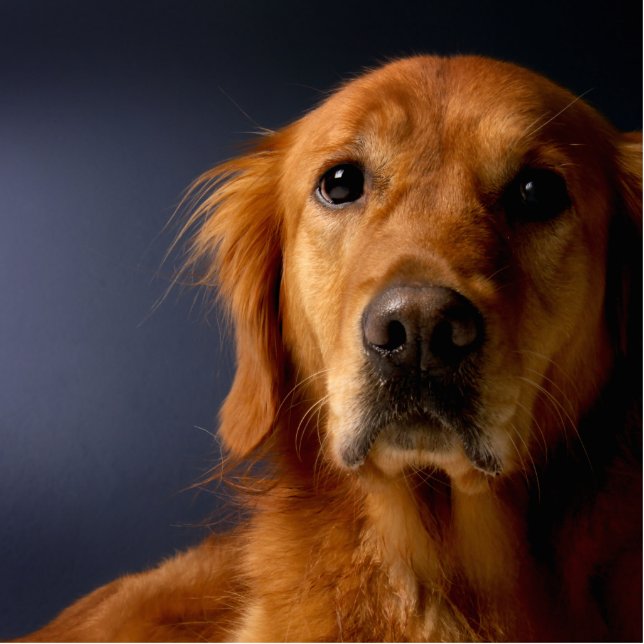 Golden retriever fotoskulptur schlüsselanhänger (Vorne)