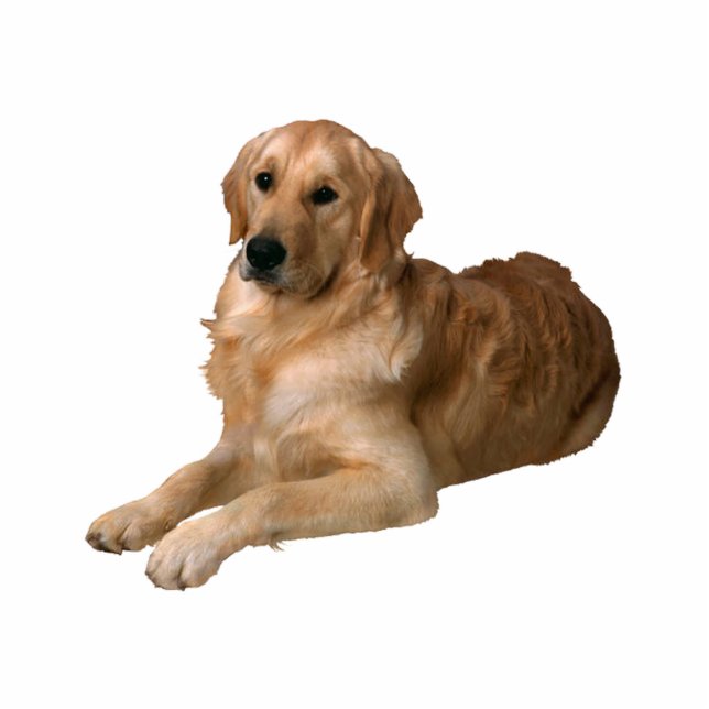 Golden retriever freistehende fotoskulptur  (Vorne)