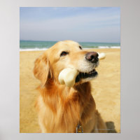 Golden Retriever fressen Knochen