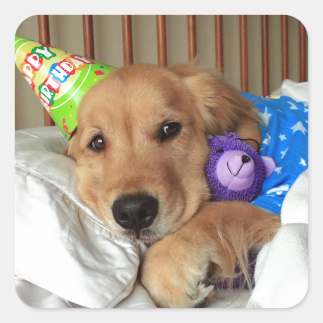 Golden Retriever Geburtstag Quadratischer Aufkleber (Vorderseite)