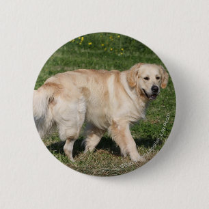 Golden retriever-Gehen Button
