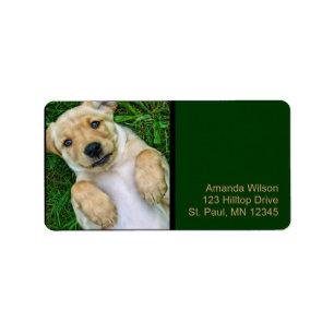 Golden Retriever Gelb Lab Welpen Adressetiketten