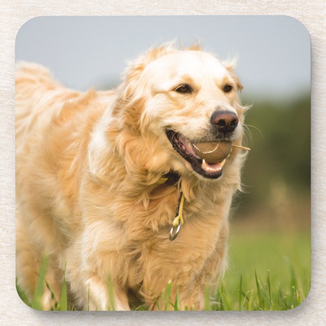 Golden Retriever Getränkeuntersetzer (Vorderseite)