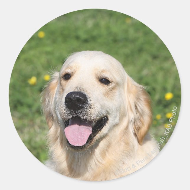 Golden Retriever Headshot 1 Runder Aufkleber (Vorderseite)