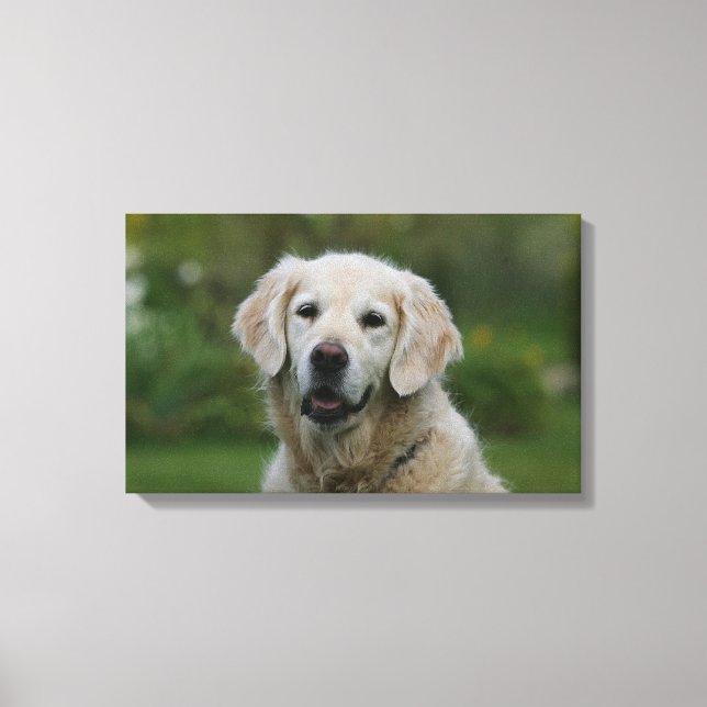 Golden Retriever Headshot 2 Leinwanddruck (Vorderseite)