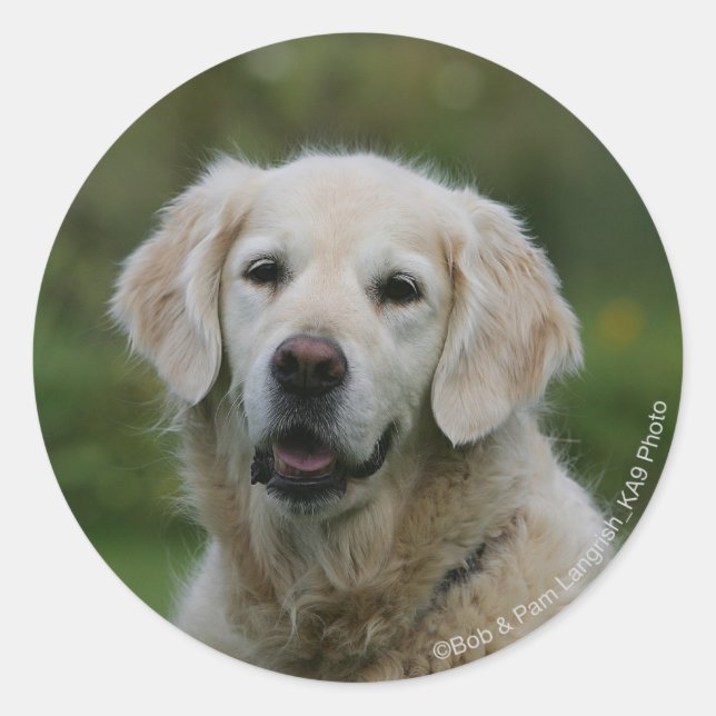 Golden Retriever Headshot 2 Runder Aufkleber (Vorderseite)
