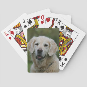 Golden Retriever Headshot 2 Spielkarten