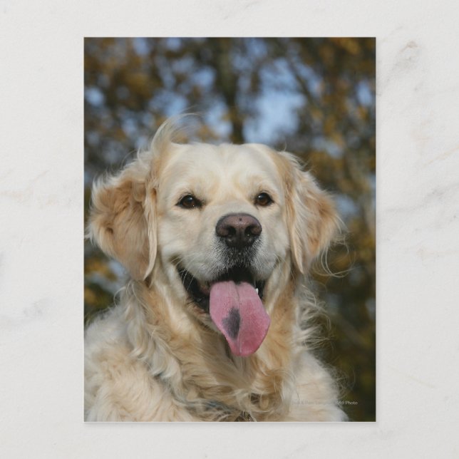Golden Retriever Headshot 3 Postkarte (Vorderseite)