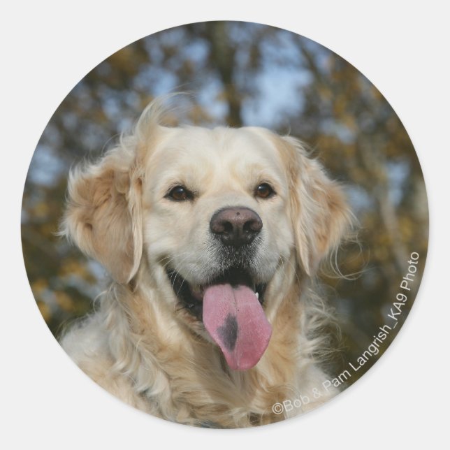 Golden Retriever Headshot 3 Runder Aufkleber (Vorderseite)