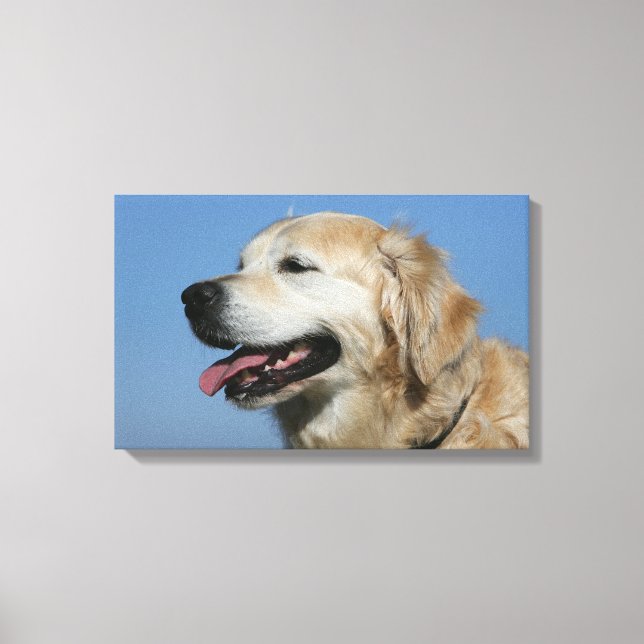 Golden Retriever Headshot 4 Leinwanddruck (Vorderseite)