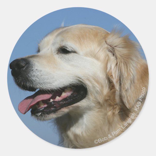 Golden Retriever Headshot 4 Runder Aufkleber (Vorderseite)