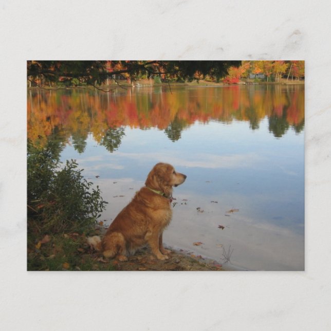 Golden Retriever Herbst am See Postkarte (Vorderseite)