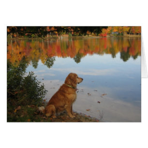 Golden retriever-Herbst in dem See