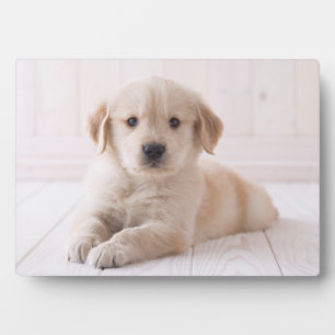 Golden Retriever hinunter Fotoplatte