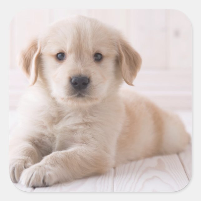 Golden Retriever hinunter Quadratischer Aufkleber (Vorderseite)