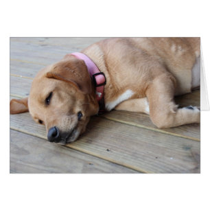 Golden retriever-Hund #3