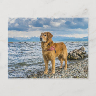 Golden Retriever Hund am Strand Blau Himmel Foto Postkarte
