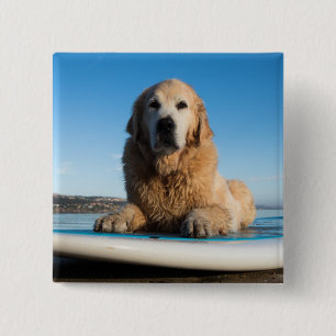 Golden retriever-Hund, der auf ein Paddel-Brett Button