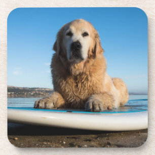 Golden retriever-Hund, der auf ein Paddel-Brett Untersetzer