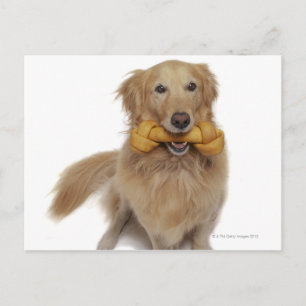 Golden Retriever Hund, der Knochen im Mund hält Postkarte