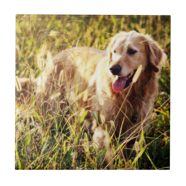 Golden Retriever Hund Fliese (Vorderseite)