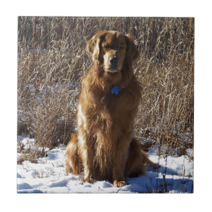 Golden retriever-Hund Fliese